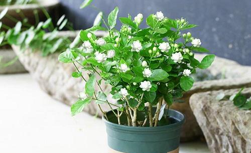 茉莉花和月季哪个更好养?