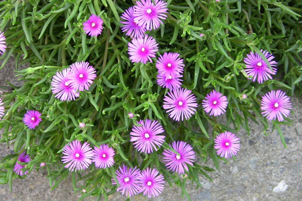 松叶菊 松叶菊