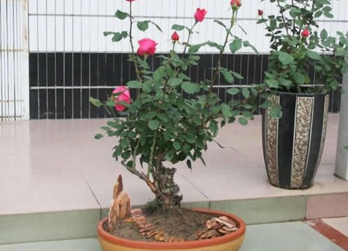 树状月季花砧木有几种选择