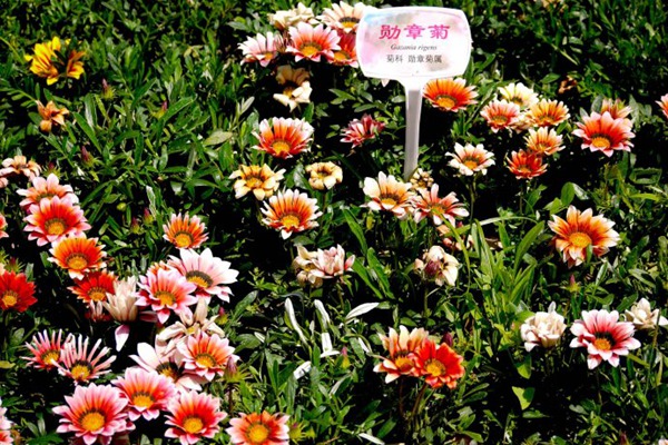 勋章菊种子的种植方法,以及爆花技巧 勋章菊的种植方法及爆花技巧