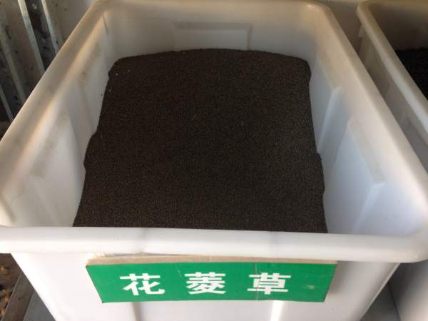 复瓣花菱草种子 复瓣花菱草种子