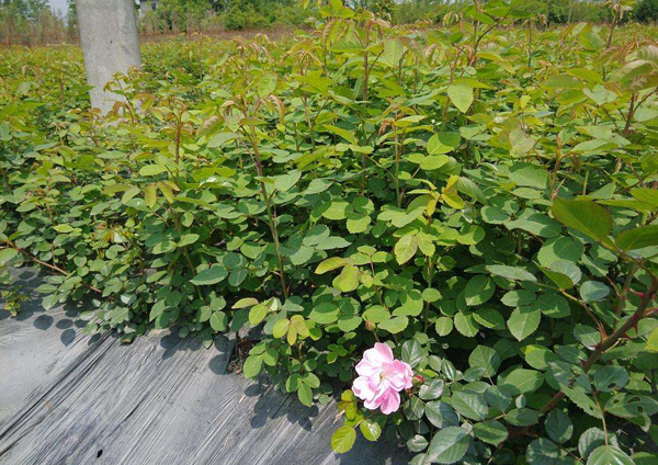 月季苗 月季花幼苗如何栽培养护