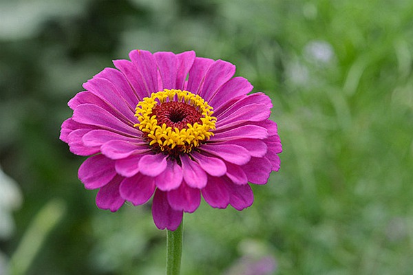 百日菊 百日菊