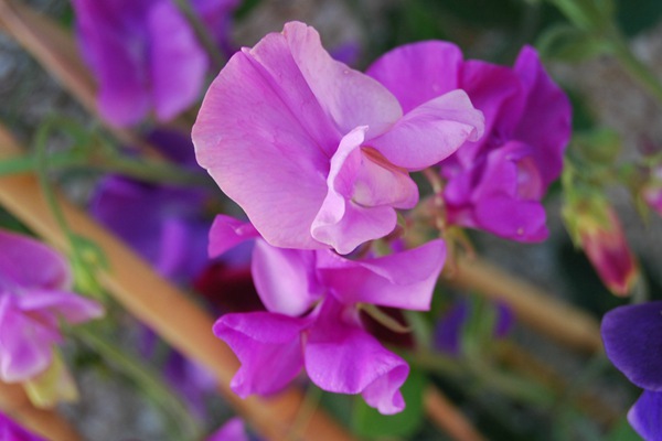 麝香豌豆花种子的种植方法 麝香豌豆花种子怎么种,多久发芽