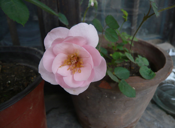 月季花 月季花种子怎么种?