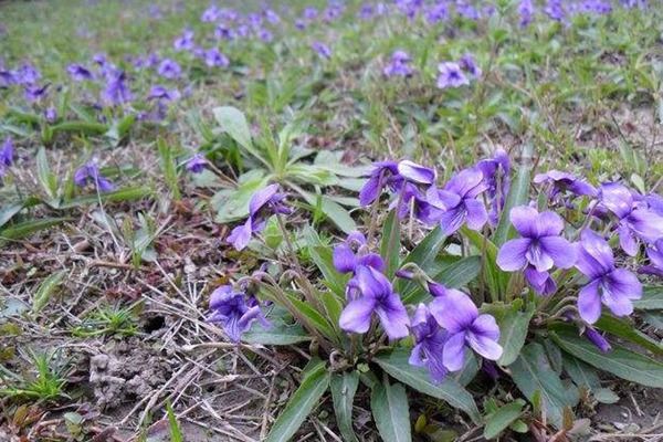 紫花地丁 紫花地丁