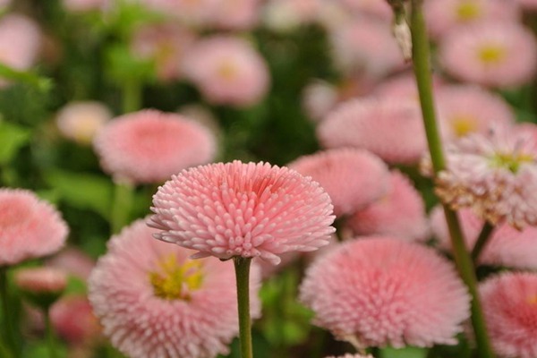 翠菊种子 翠菊种子