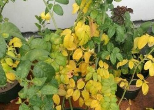 月季花黄叶是什么原因,月季黄叶如何处理