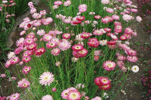 永生菊 永生菊