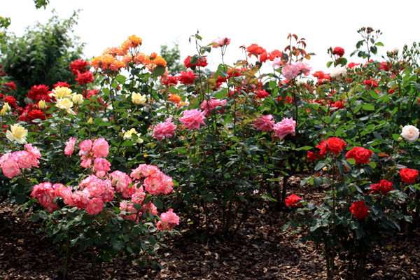 月季花基地 月季花哪个品种最好