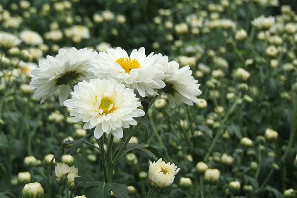 除虫菊种子 除虫菊种子