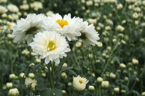 1553609669467761.jpg 茼蒿菊的种植方法以及养护技巧