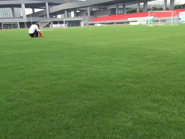 狗牙根草坪球场绿化 狗牙根包衣和净种哪个出芽率高?