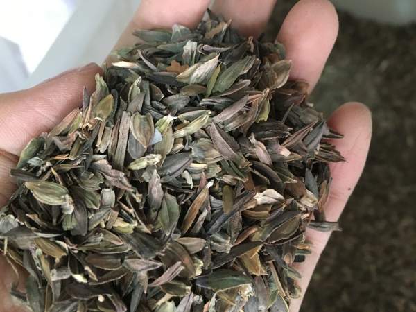 红色百日草种子 红色百日草种子