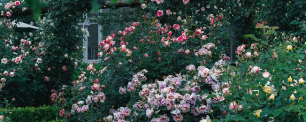 家里阳台可以种植月季花吗?
