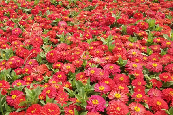 1551782034911130.jpg 百日草如何爆盆(详细种植步骤)