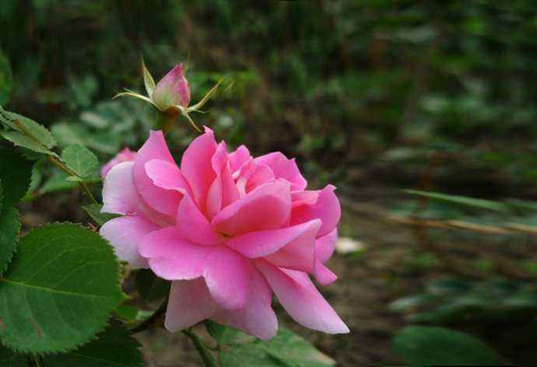 月季花 月季花哪个品种最好