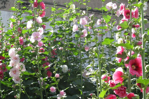 蜀葵 蜀葵