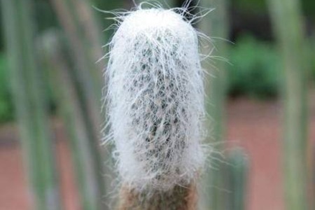 翁柱的种植养护方法 翁柱的种植养护方法