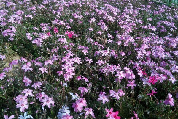 芝樱 芝樱