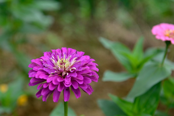 1553608891569783.jpg 百日草种子种植方法及养护技巧