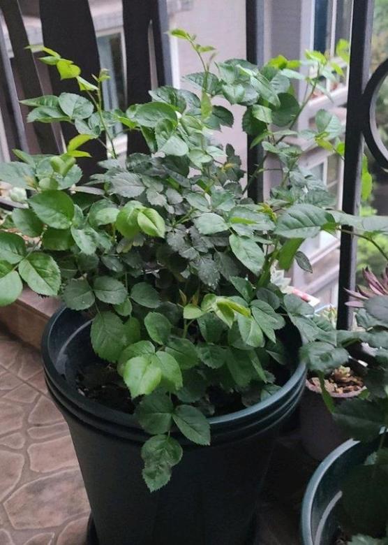 月季盲芽都要剪掉吗?