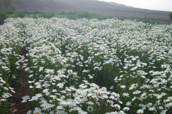 西洋滨菊 西洋滨菊