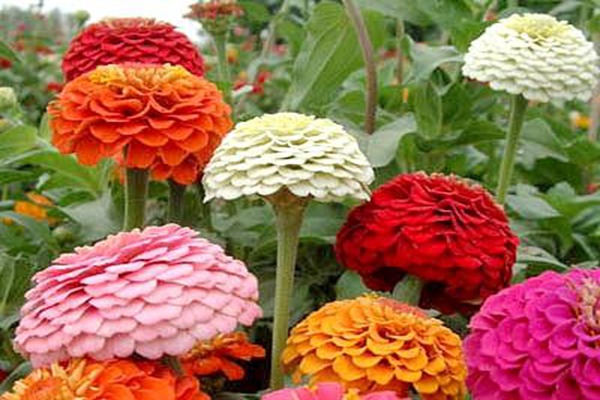 1553608392501785.jpg 百日草播种后多久开花