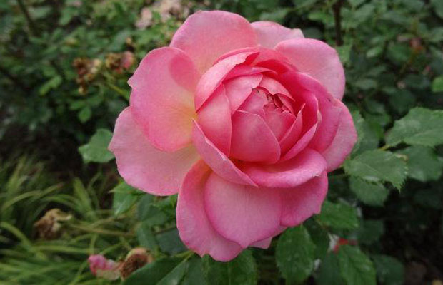 夏季月季花怎么管理养护?