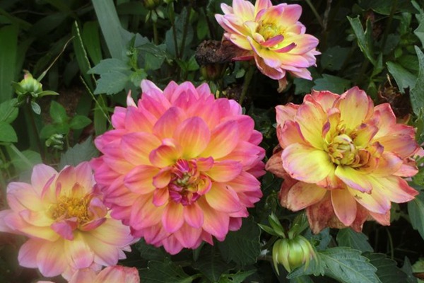 小丽花 小丽花