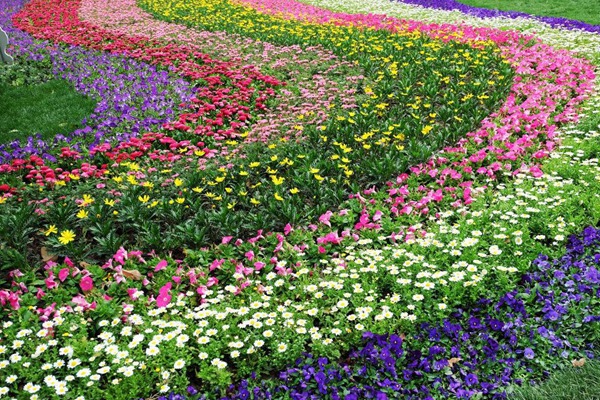 永生菊 永生菊