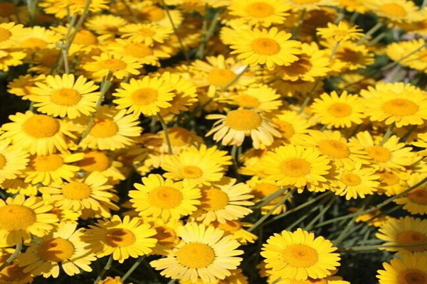 日光菊种子怎么种,种植方法分享 日光菊种子的种植方法分享