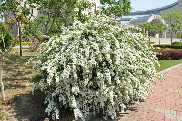 绣线菊 绣线菊