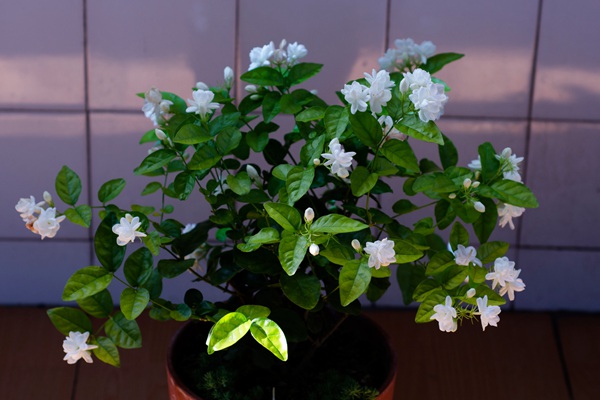 茉莉花的种植步骤详解 茉莉花的种植步骤详解
