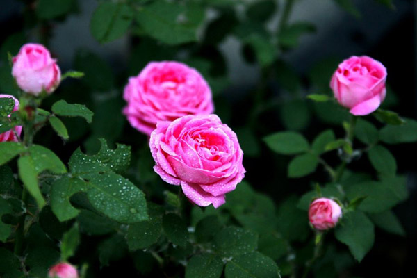 月季花 五种适合做花墙的藤本月季