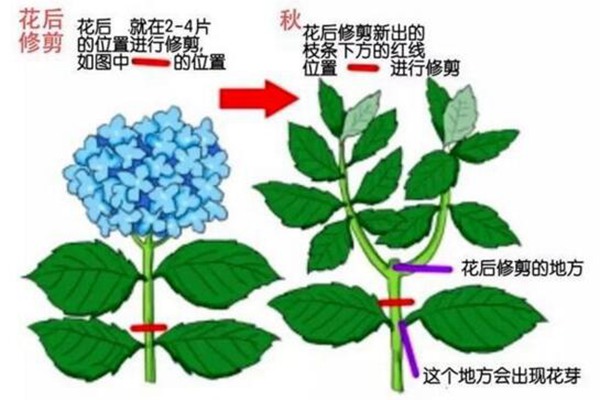 1543818892476817.jpg 绣球花什么时候修剪(绣球花修剪注意事项)