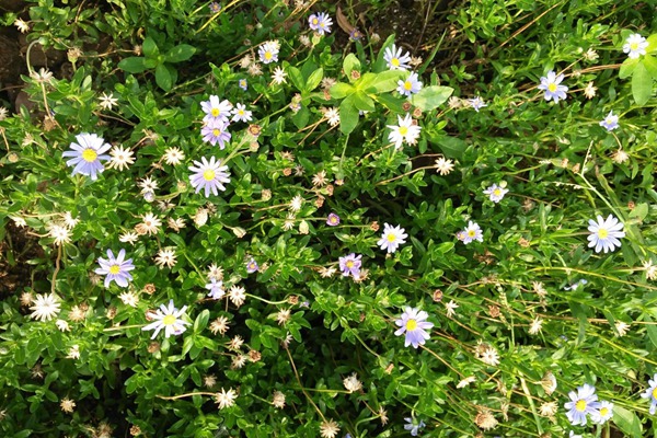 五色菊 五色菊