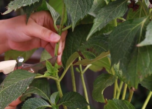 绣球花老黄叶是怎么回事