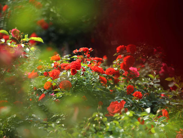 月季花 让月季轻松爆花的方法