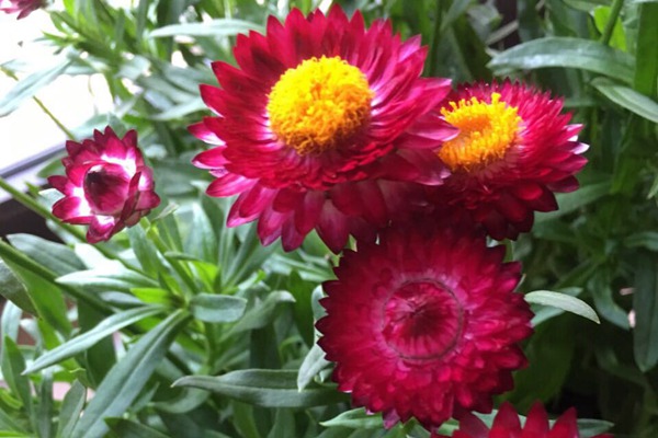 麦秆菊 麦秆菊