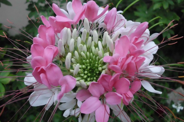 醉蝶花 醉蝶花