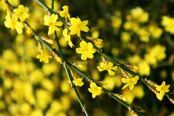 迎春花 迎春花