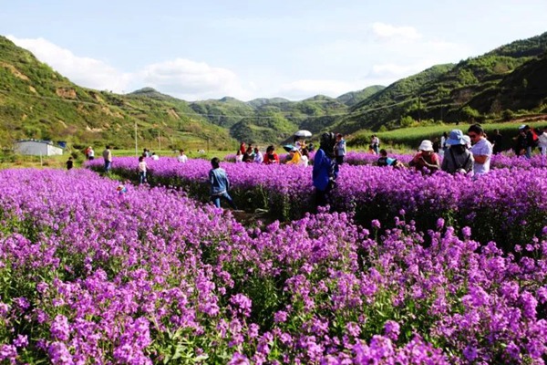 蓝香芥 蓝香芥