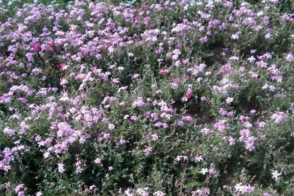 芝樱 芝樱