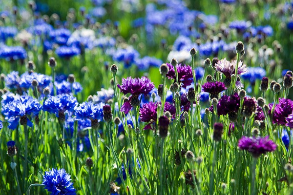 矢车菊 矢车菊