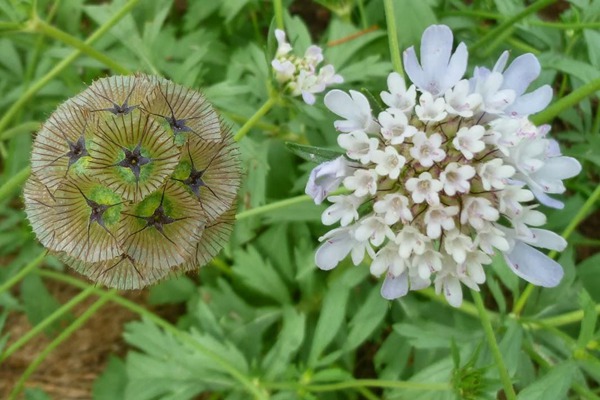 轮峰菊 轮峰菊
