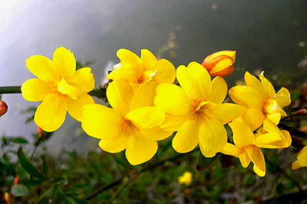 迎春花 迎春花