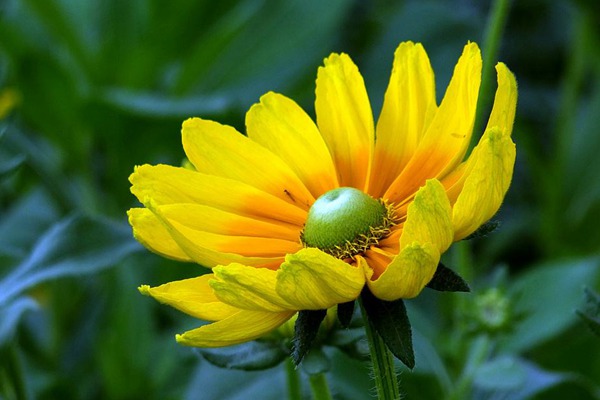 金光菊 金光菊