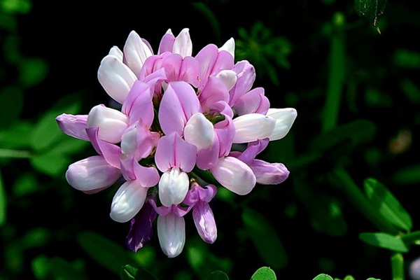 小冠花种子的种植方法,什么时候播种? 小冠花种子什么时候播种?
