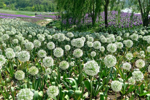 花葱 花葱
